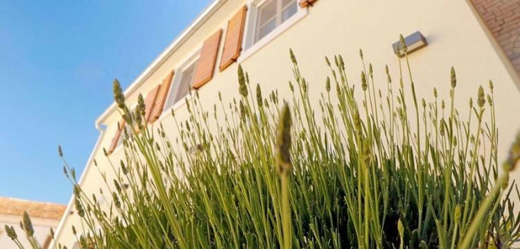 Apartament Studio Apartman Dado Bale Zewnętrze zdjęcie